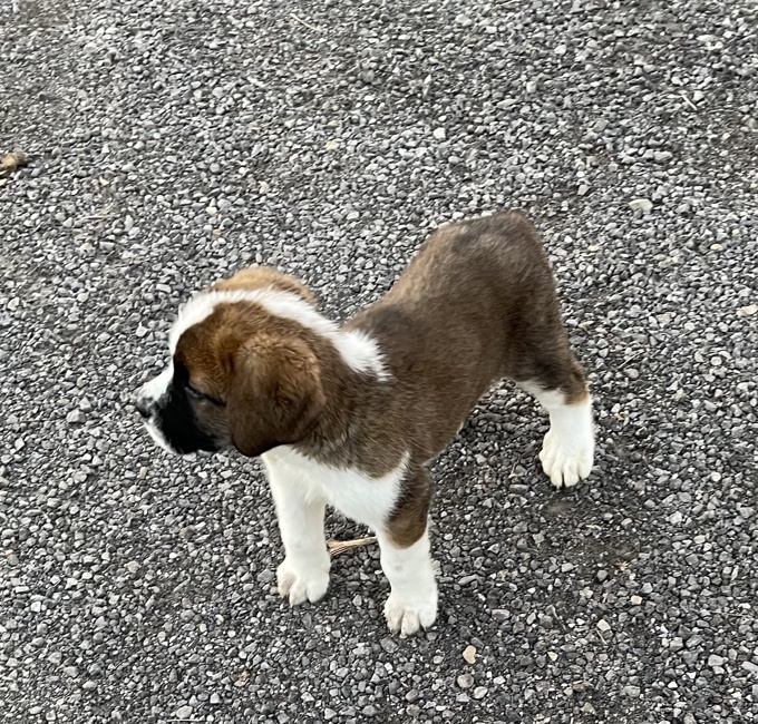St. Bernard