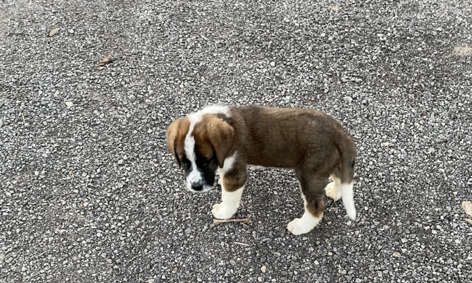 St. Bernard
