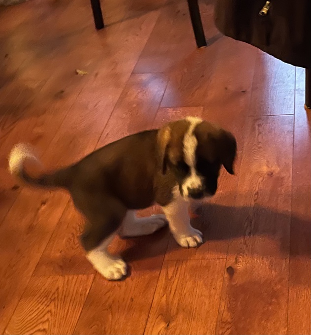 St. Bernard