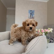Maltipoo