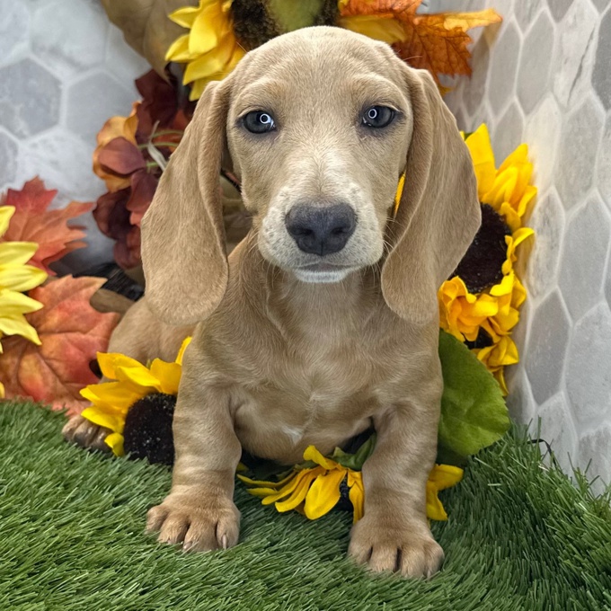 Dachshund