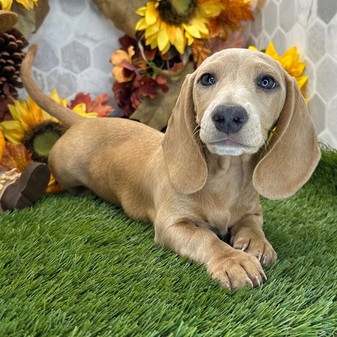 Dachshund
