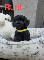 Toy Poodle