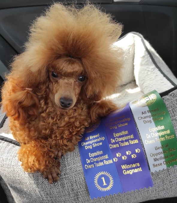 Toy Poodle