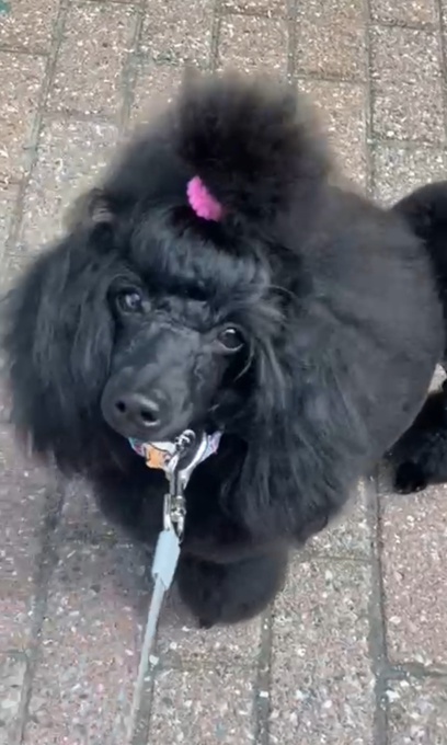 Toy Poodle