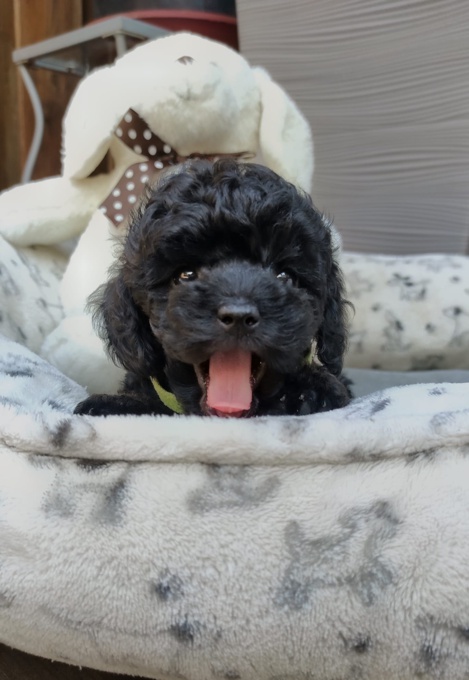 Toy Poodle