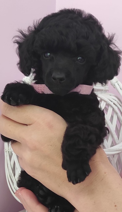 Toy Poodle