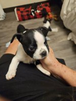 Boston Terriers