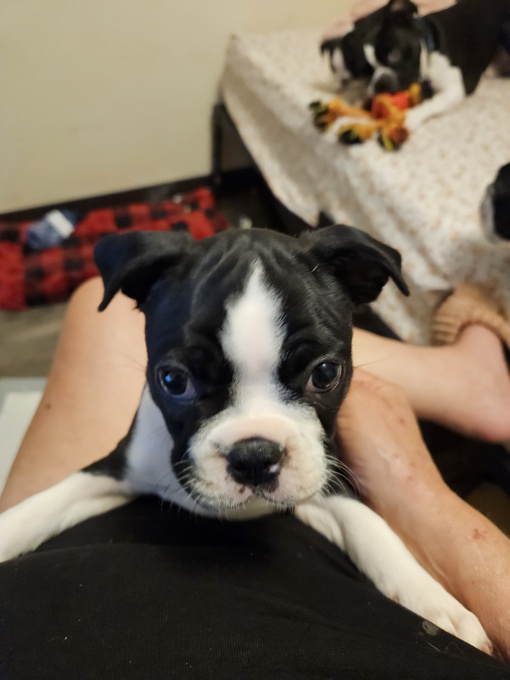 Boston Terriers