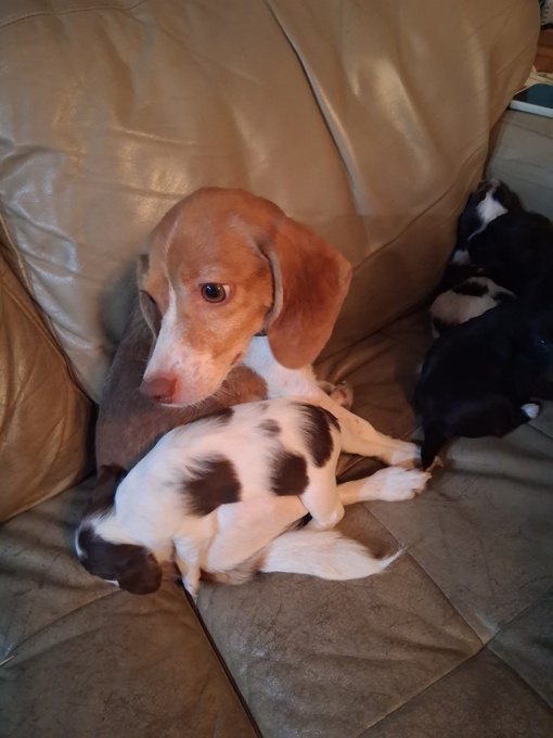 Beaglier