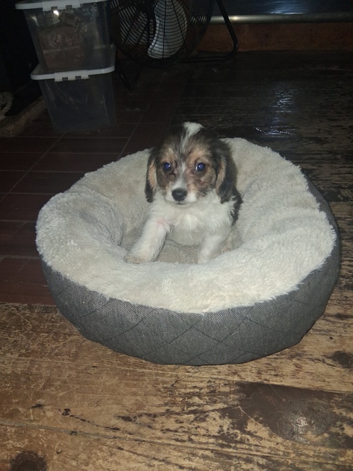 Beaglier