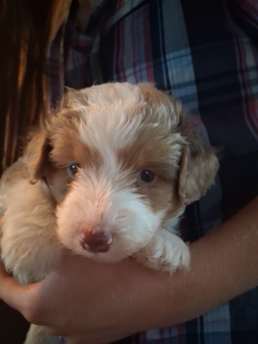 Aussiedoodle
