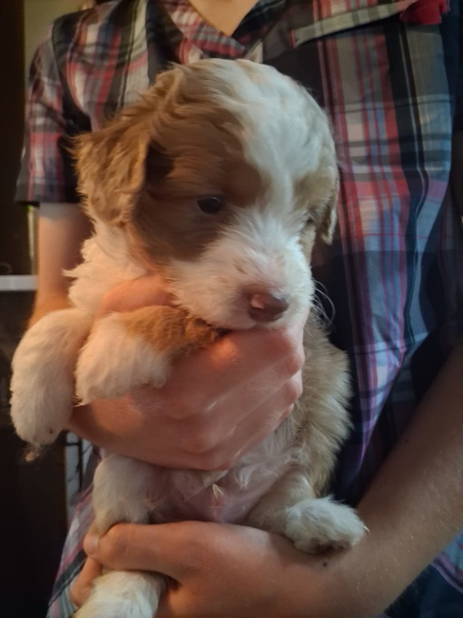 Aussiedoodle