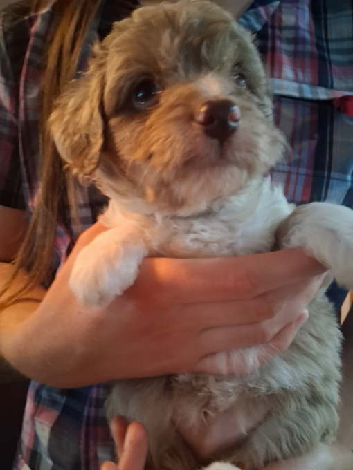 Aussiedoodle