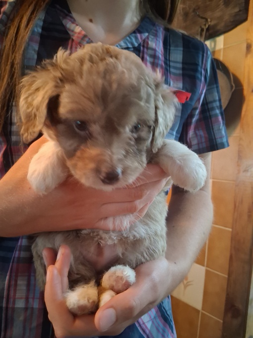 Aussiedoodle