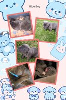 Cane Corso