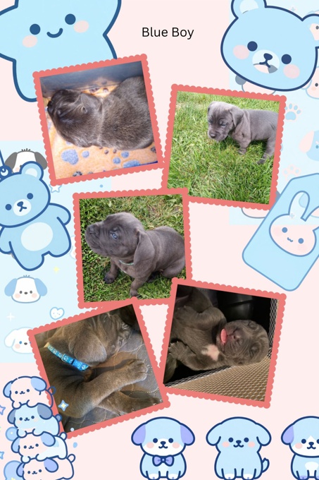 Cane Corso