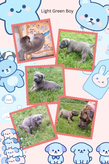 Cane Corso