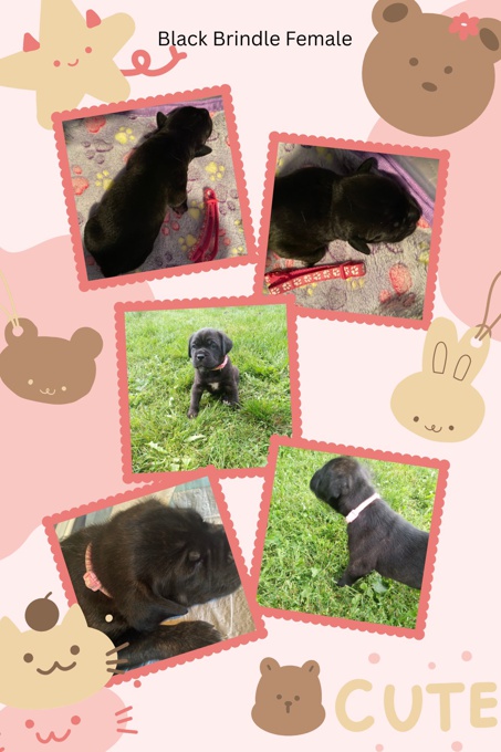 Cane Corso