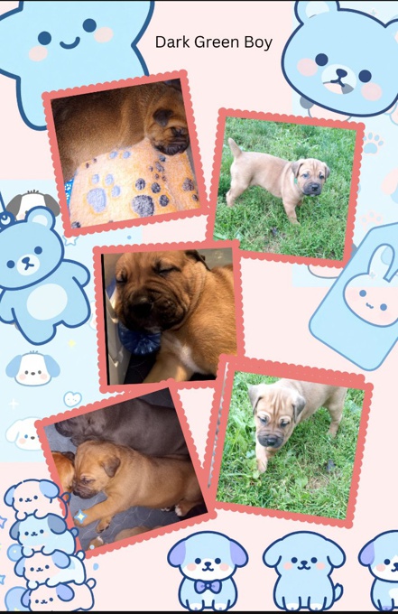 Cane Corso