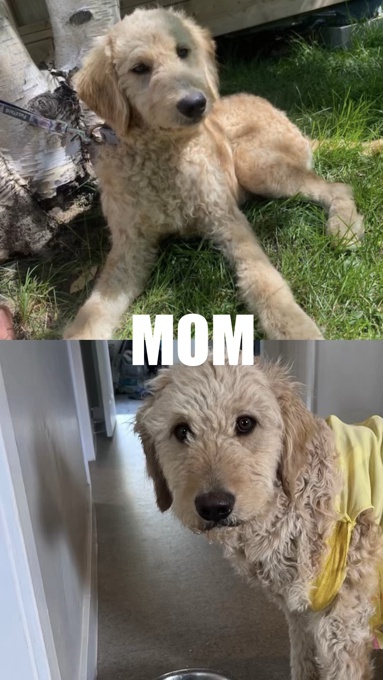 Golden Doodle