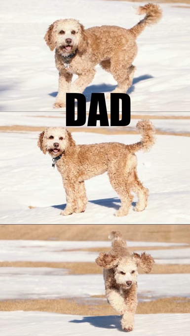 Golden Doodle