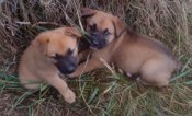 Lab/GermanShepherd Rottweiller