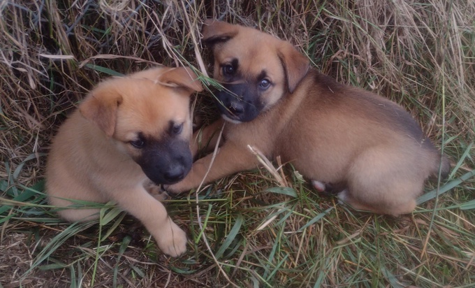 Lab/GermanShepherd Rottweiller