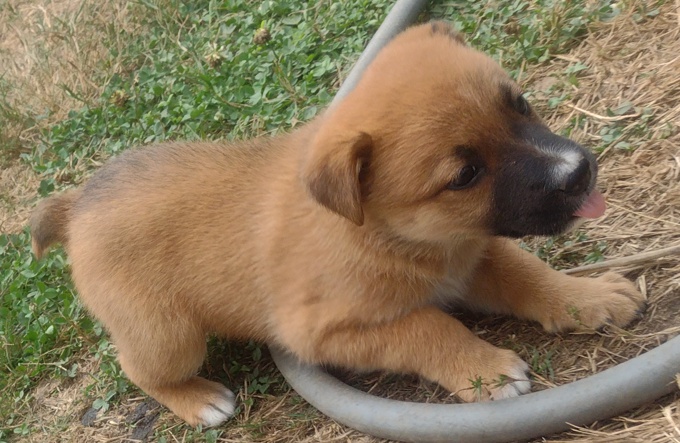 Lab/GermanShepherd Rottweiller