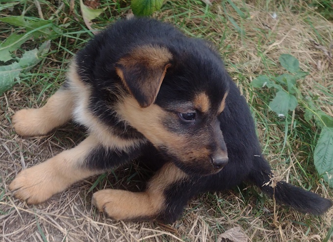 Lab/GermanShepherd Rottweiller