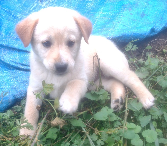 Lab/GermanShepherd Rottweiller