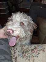 Aussiedoodle