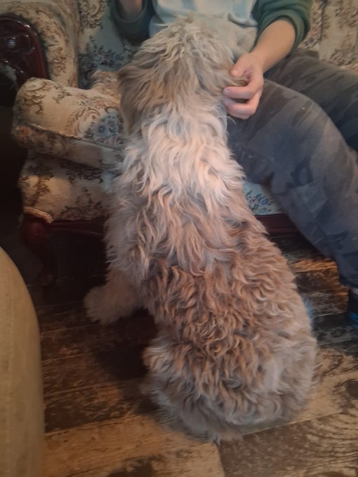 Aussiedoodle