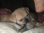 Pug/ Chou