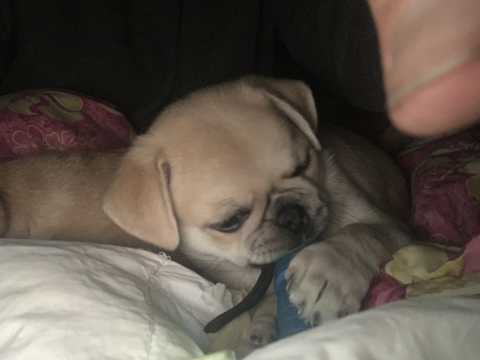Pug/ Chou