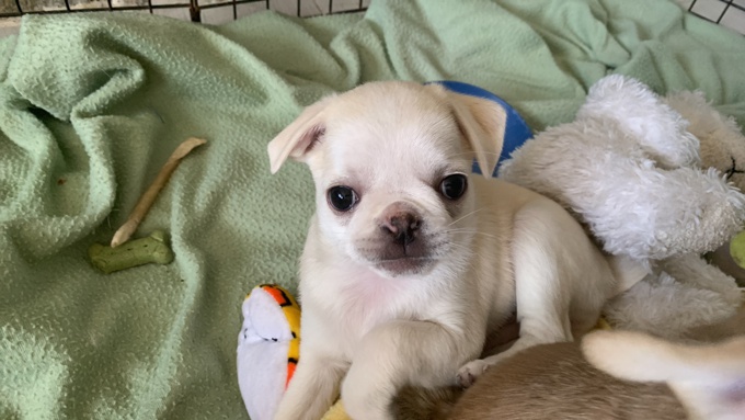 Pug/ Chou