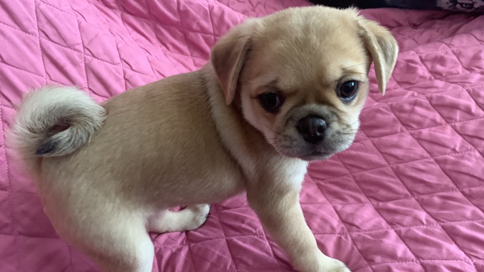 Pug/ Chou