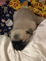 Pug/ Chou puppies