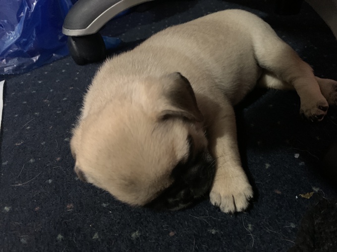 Pug/ Chou puppies