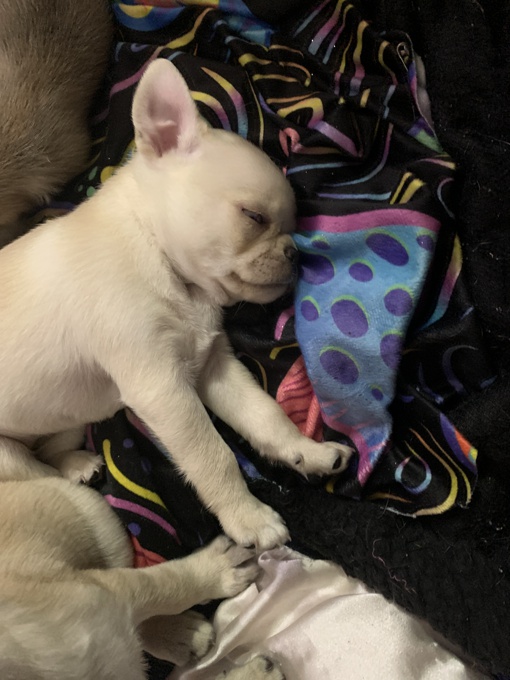 Pug/ Chou puppies