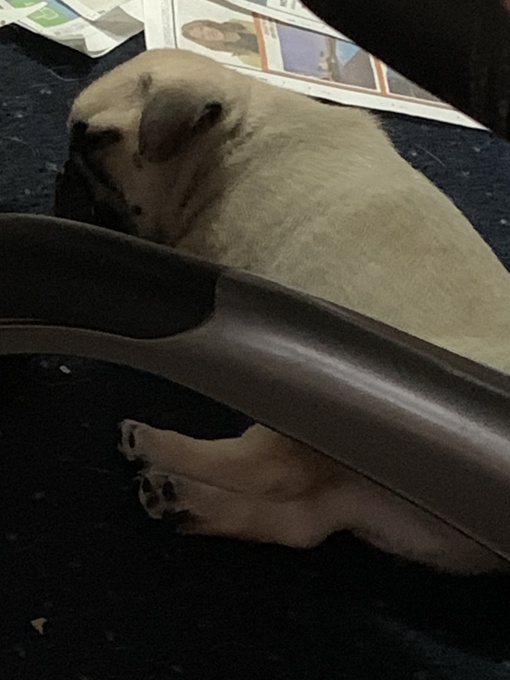 Pug/ Chou puppies