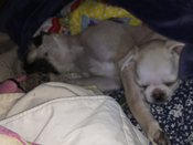 Pug/ chou