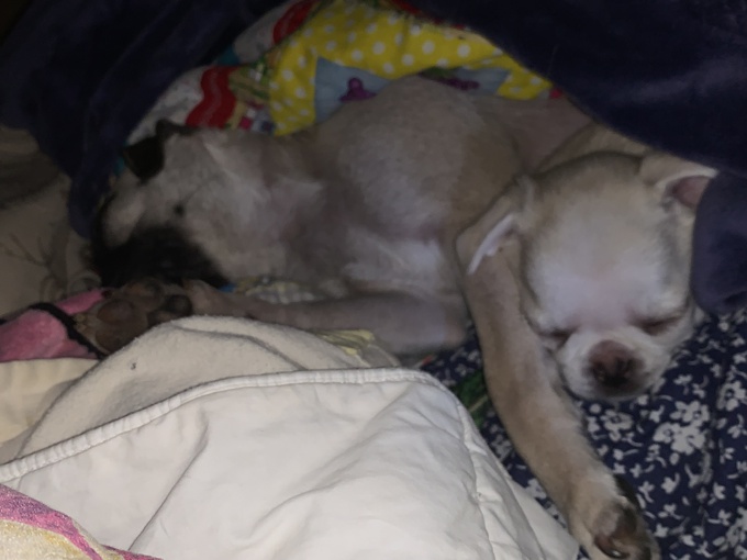Pug/ chou