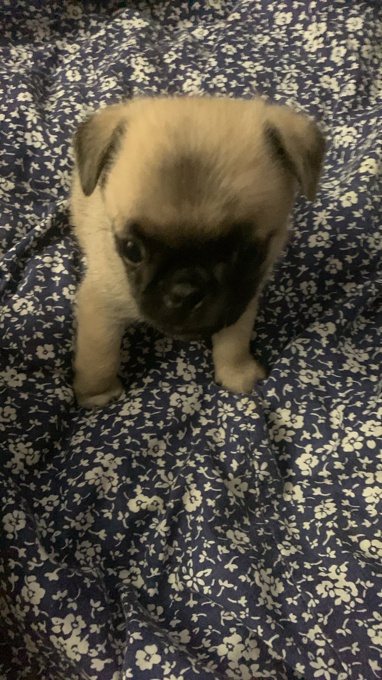 Pug/ chou