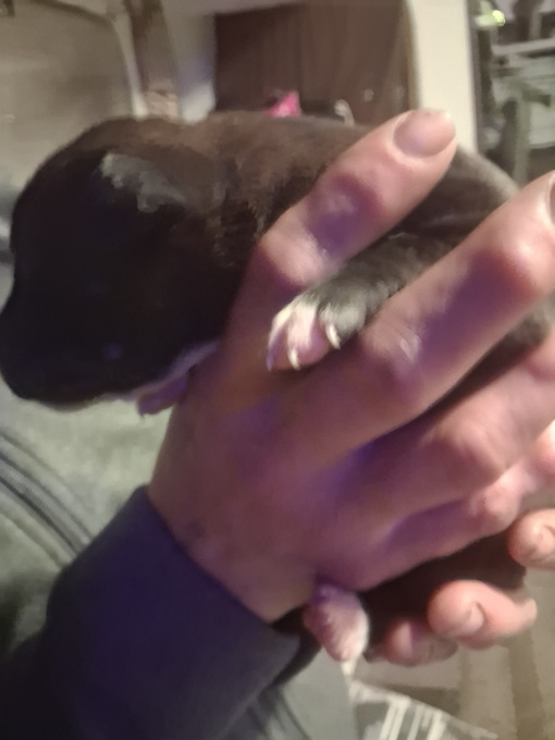 Pitbull