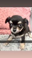 Chihuahua