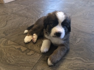 St. Bernese