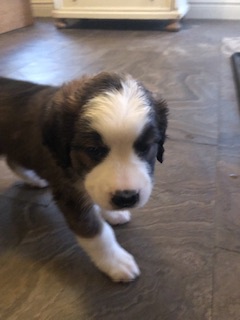St. Bernese