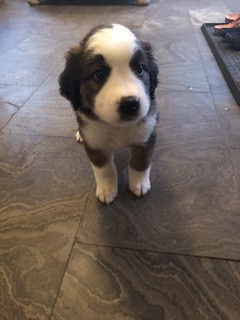 St. Bernese