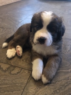 St. Bernese